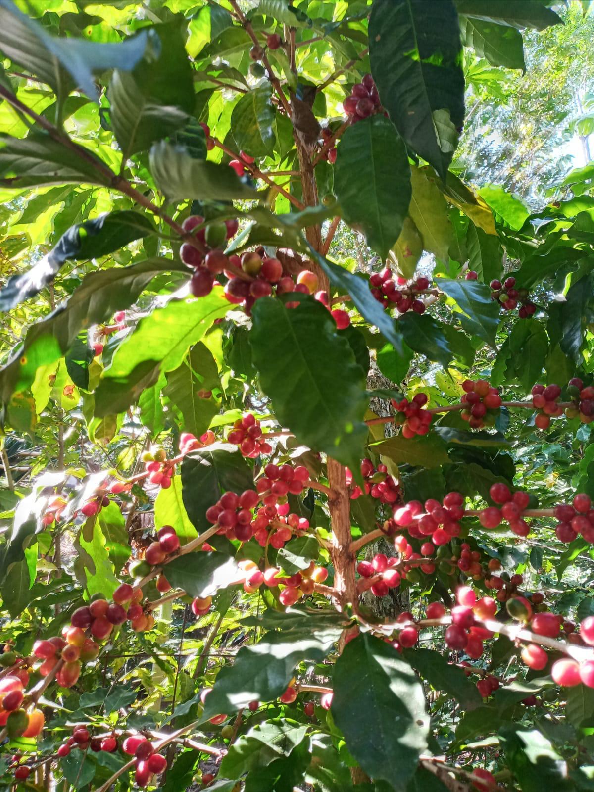 Chimera Mythic Rwanda Natural