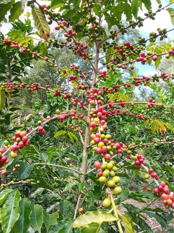 Chimera Mythic Colombia Honey Caturra