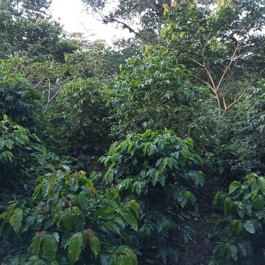 Café Chimera Mythic Brasil Natural Red Catuai